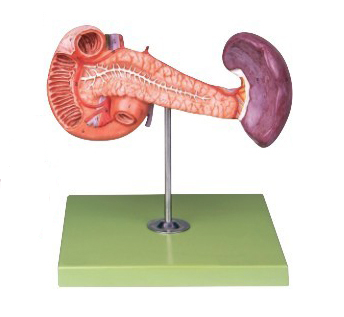 胰、十二指腸和脾模型