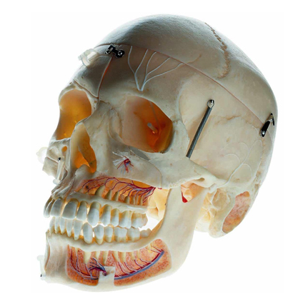 成人頭顱骨附血管神經(jīng)模型