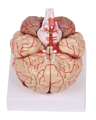 腦解剖附腦動脈和神經分布模型