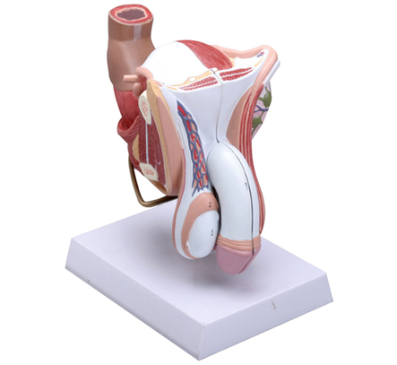 男性外生殖器解剖模型
