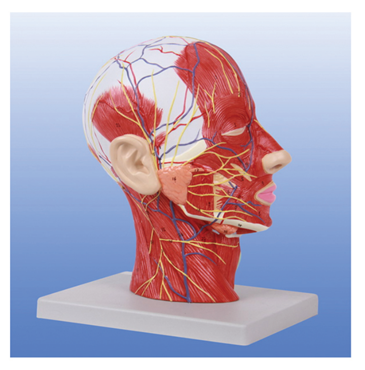 頭頸部神經血管模型